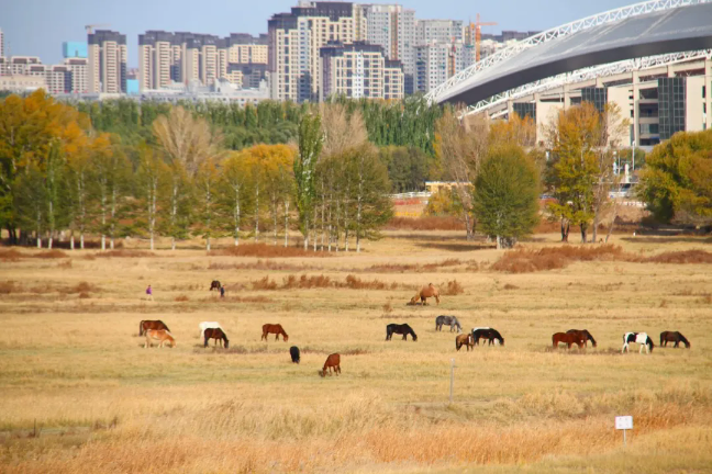 九原一隅|在冬天来临之前收藏这份九原秋意