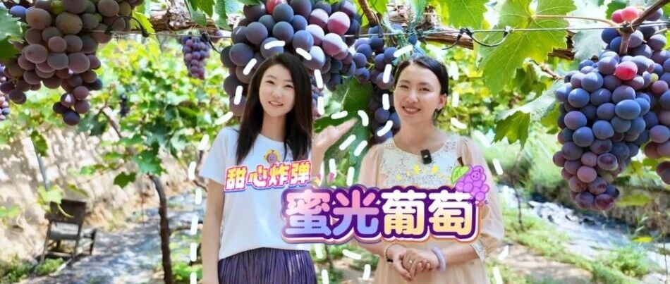 【九原好物】甜心炸弹蜜光葡萄