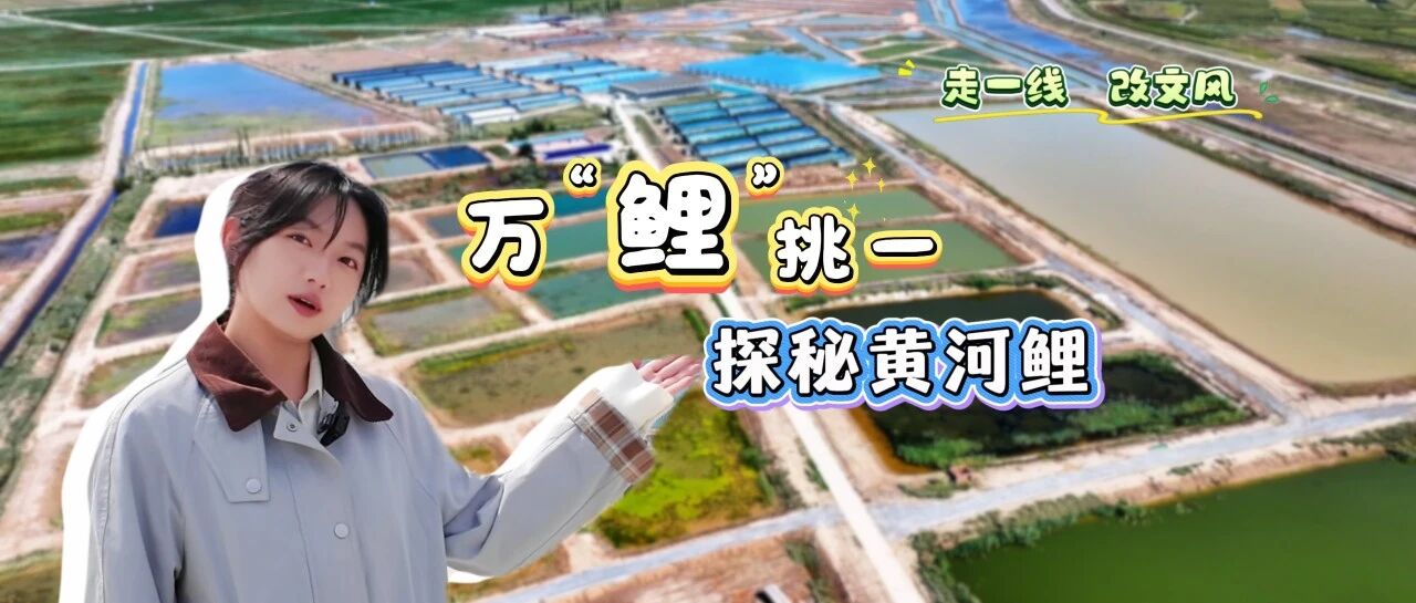 走一线改文风|万“鲤”挑一探秘黄河鲤