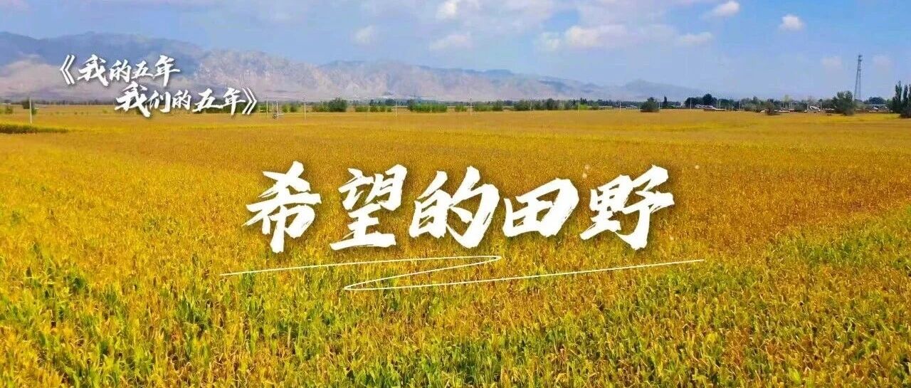 我的五年我们的五年|在希望的田野上