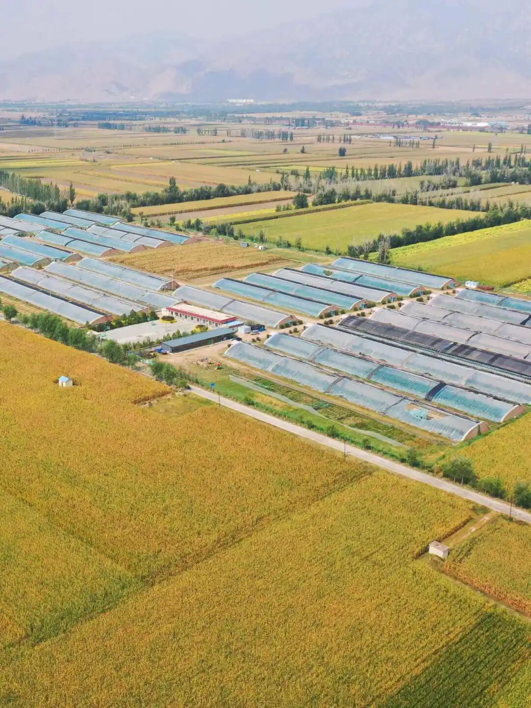 火红辣椒映红振兴路订单种植助农增收