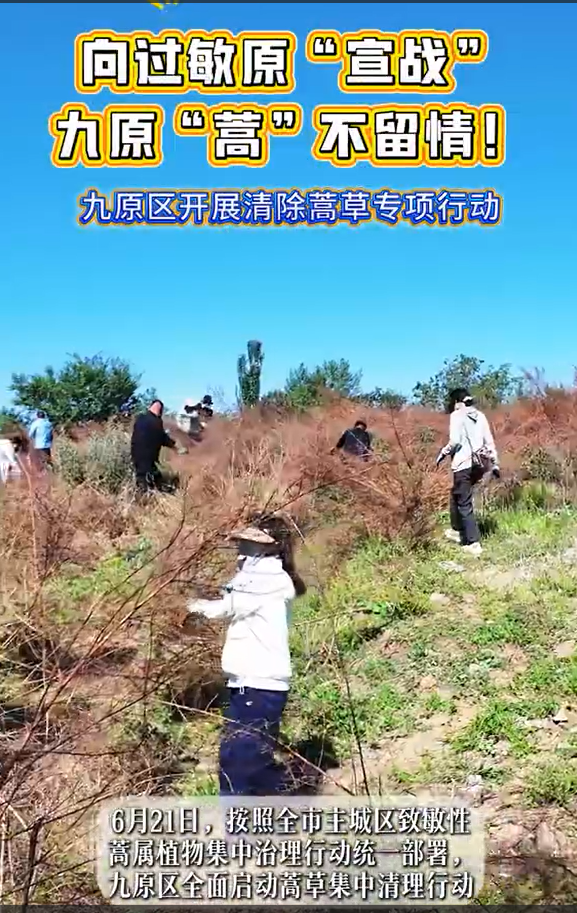 向过敏源“宣战”九原“蒿”不留情