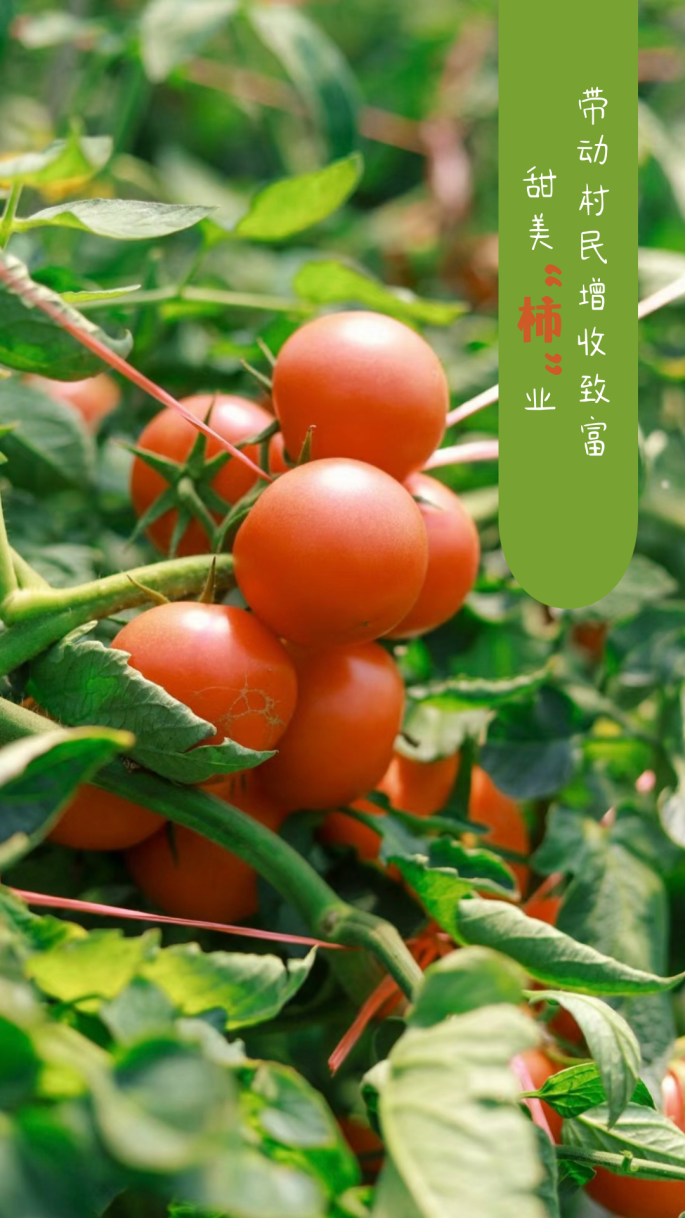 1723520087870030277.png auto