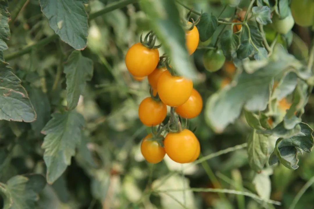 1723535052131009007.jpg auto