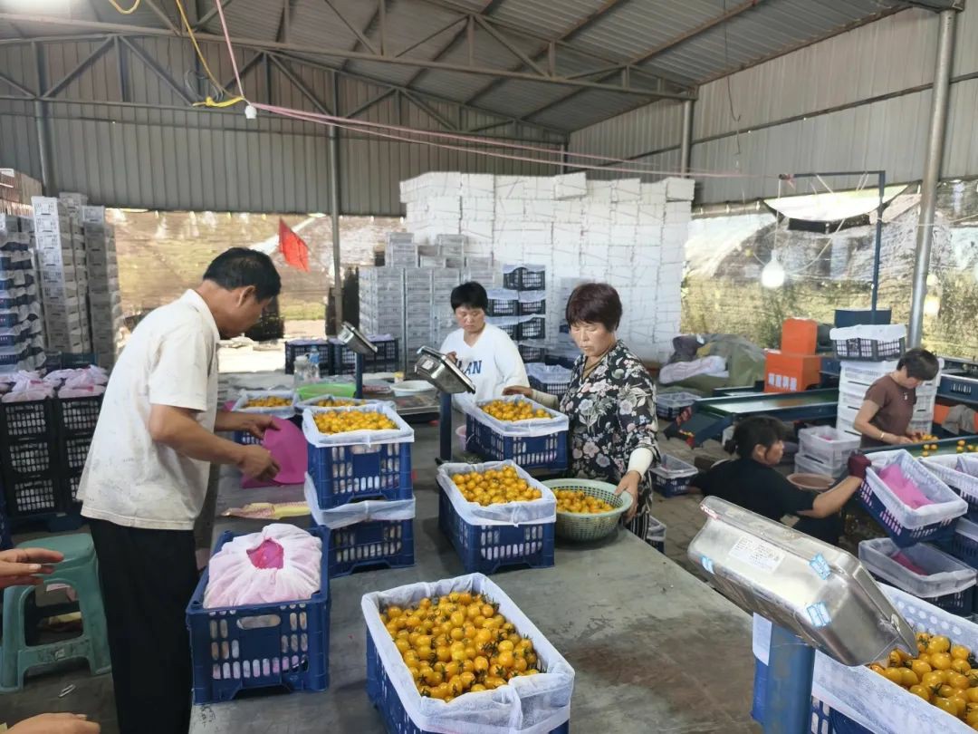 1723535065056011818.jpg auto