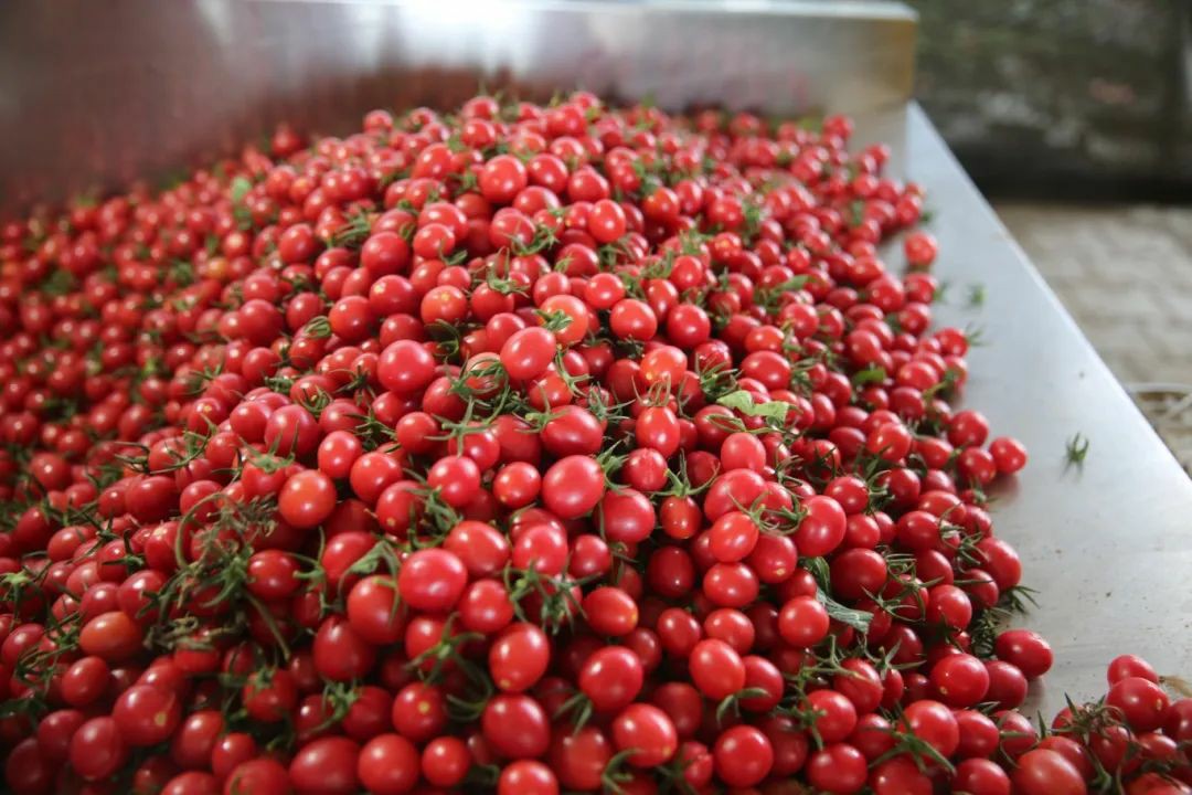 1723535077463092618.jpg auto