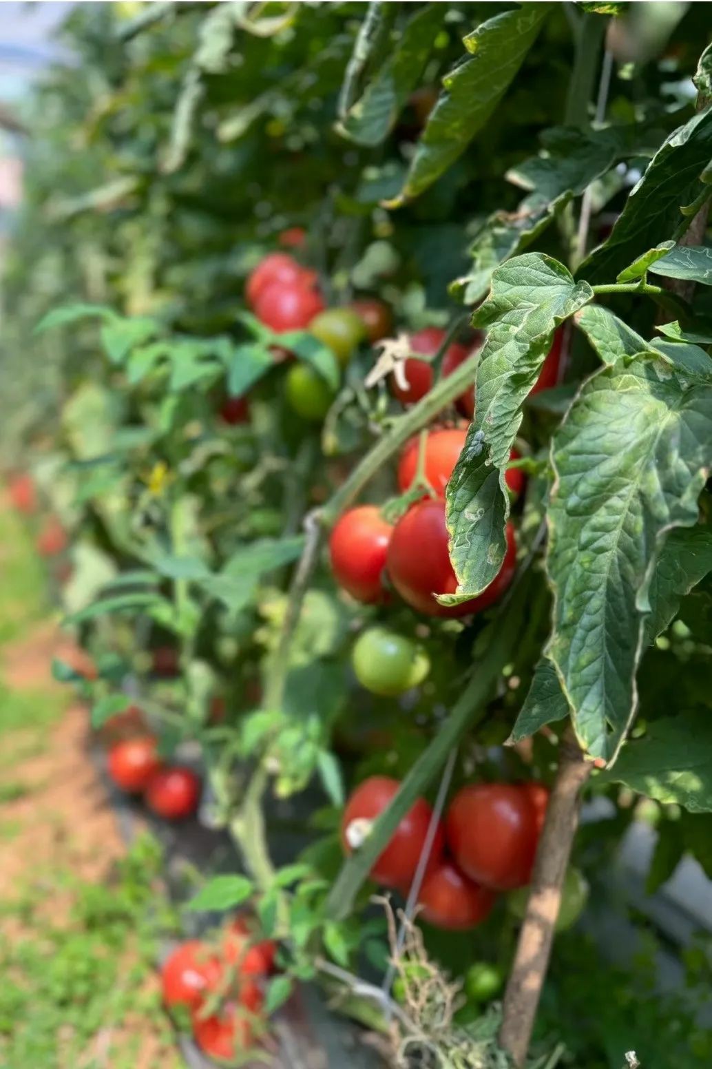 1723535094498093956.jpg auto