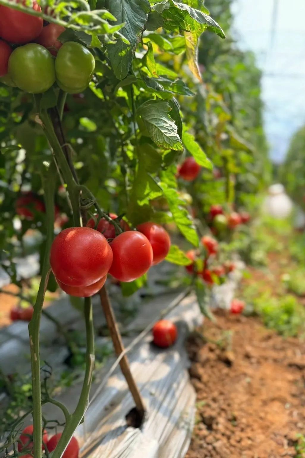 1723535107482088126.jpg auto