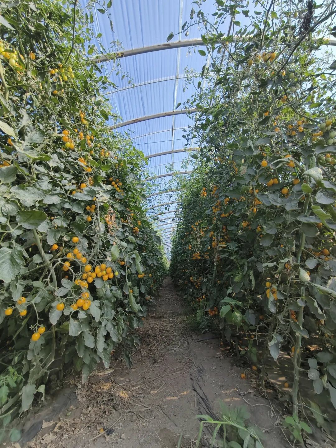 1723535116774021105.jpg auto