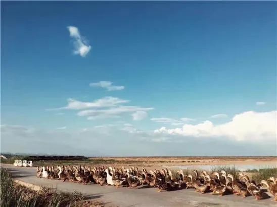 1733109670872086464.webp auto