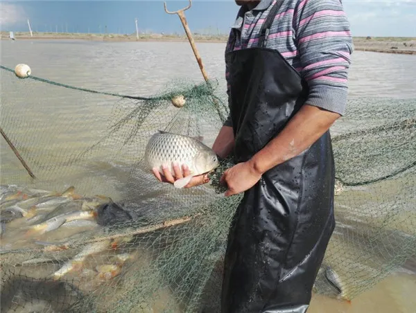 1733109688236021190.webp auto