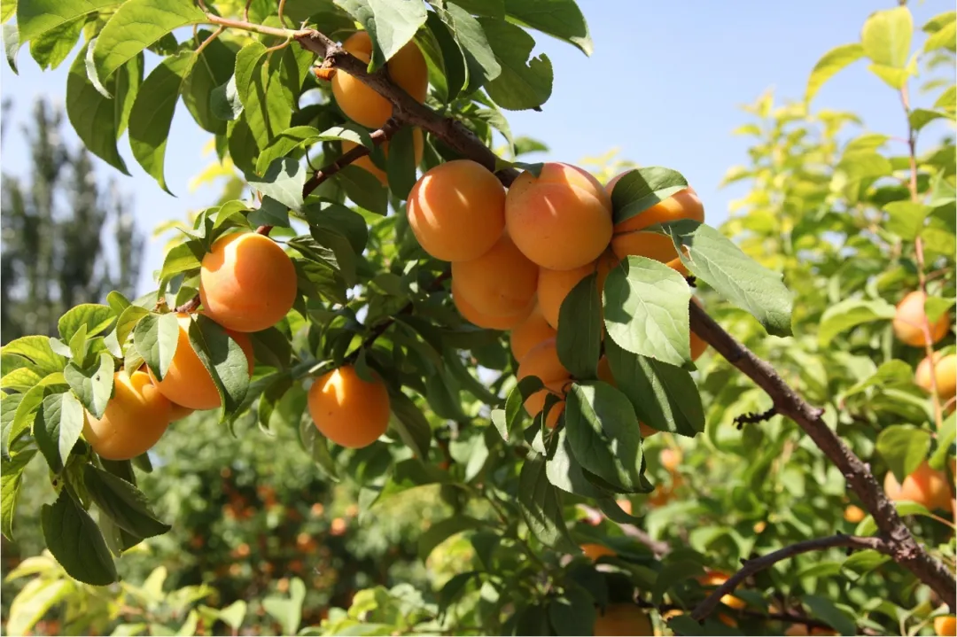 1733109849008028802.webp auto