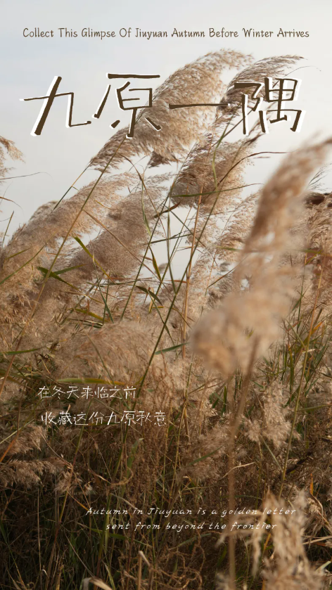 1761618705015022707.png auto