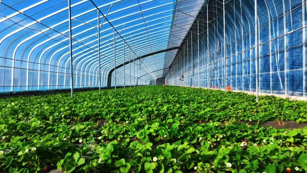 1763002766901040735.jpg auto